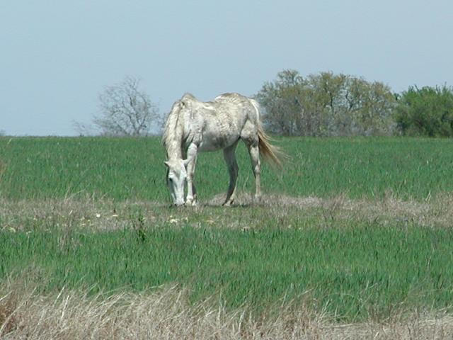 Georgetown, Texas - April 2003