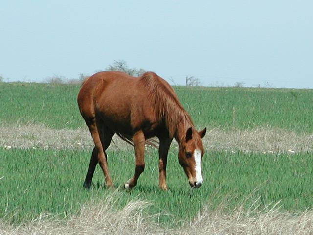 Georgetown, Texas - April 2003