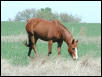 Georgetown, Texas - April 2003