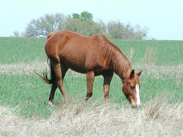 Georgetown, Texas - April 2003