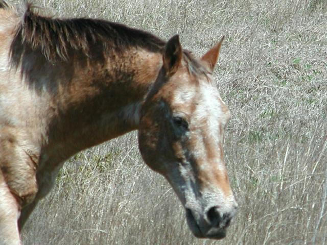 Georgetown, Texas - April 2003
