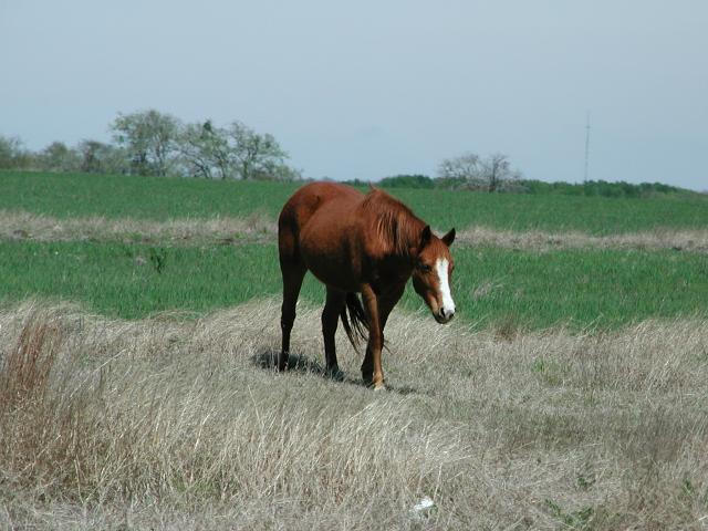 Georgetown, Texas - April 2003