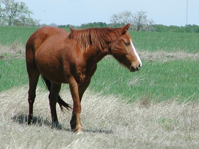 Georgetown, Texas - April 2003