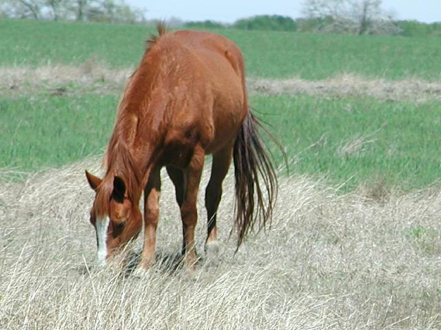 Georgetown, Texas - April 2003