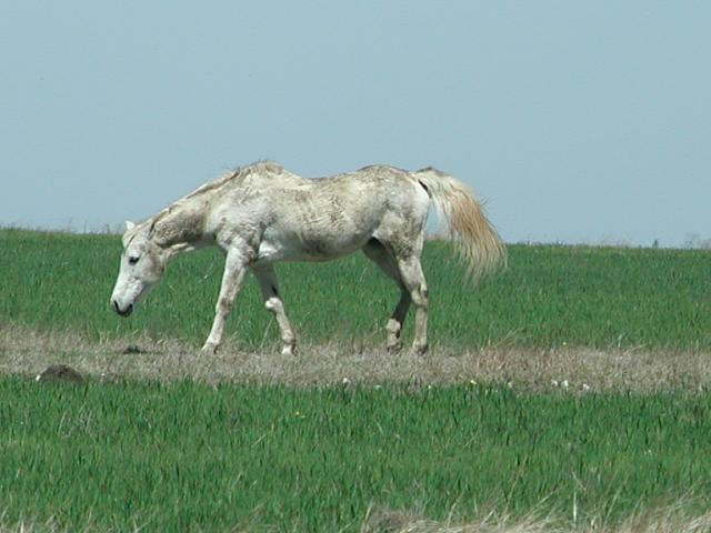 Georgetown, Texas - April 2003