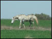 Georgetown, Texas - April 2003