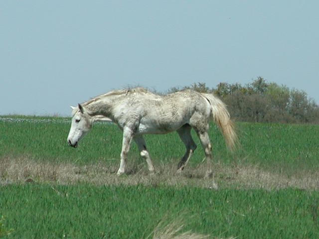 Georgetown, Texas - April 2003