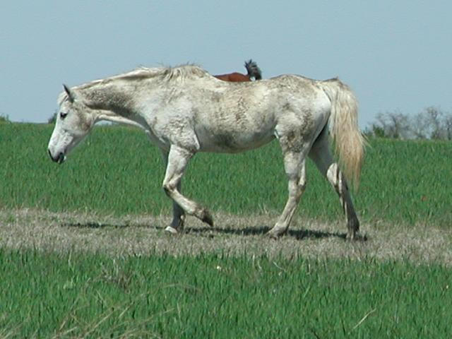 Georgetown, Texas - April 2003