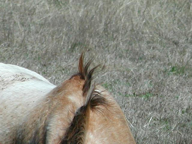 Georgetown, Texas - April 2003