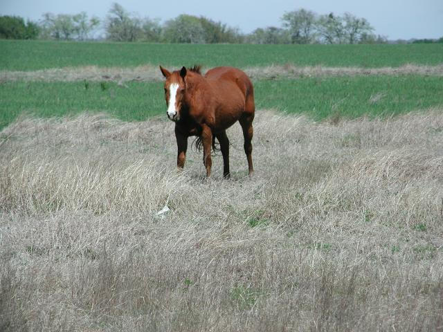 Georgetown, Texas - April 2003