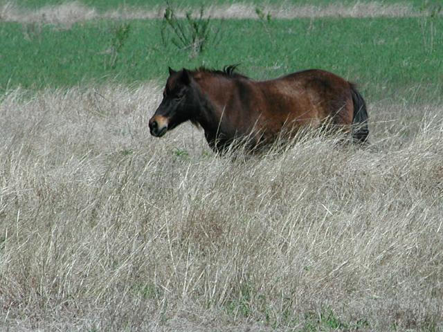 Georgetown, Texas - April 2003