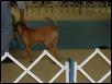 Dogue De Bordeaux 2003 Nationals