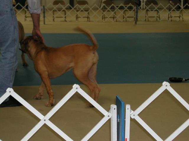 Dogue De Bordeaux 2003 Nationals