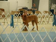 Dogue De Bordeaux 2003 Nationals