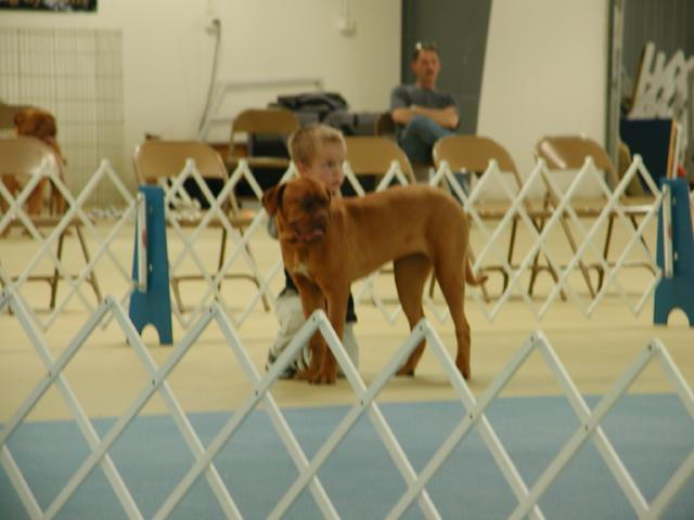 Dogue De Bordeaux 2003 Nationals