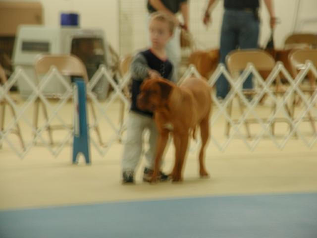 Dogue De Bordeaux 2003 Nationals