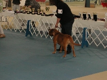 Dogue De Bordeaux 2003 Nationals
