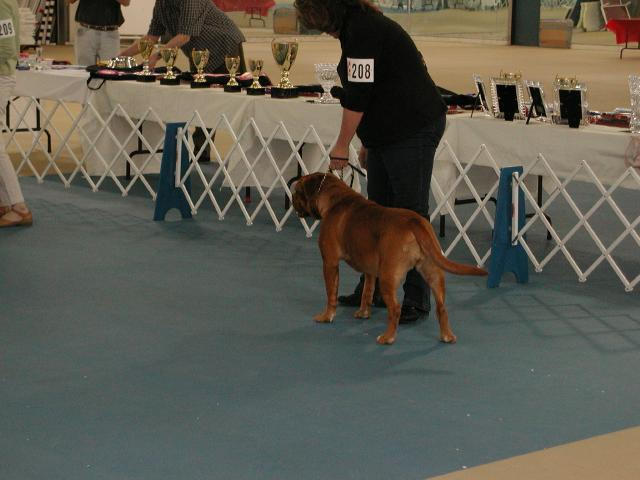 Dogue De Bordeaux 2003 Nationals