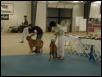 Dogue De Bordeaux 2003 Nationals