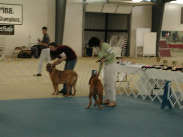 Dogue De Bordeaux 2003 Nationals