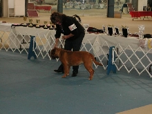 Dogue De Bordeaux 2003 Nationals