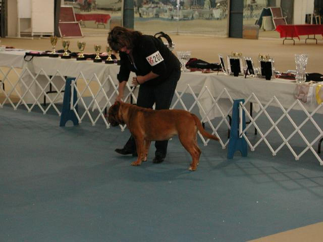 Dogue De Bordeaux 2003 Nationals