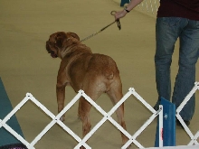 Dogue De Bordeaux 2003 Nationals