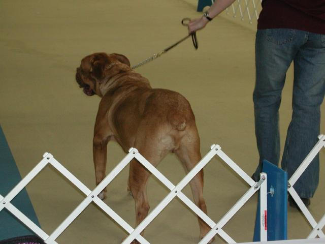 Dogue De Bordeaux 2003 Nationals