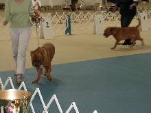 Dogue De Bordeaux 2003 Nationals