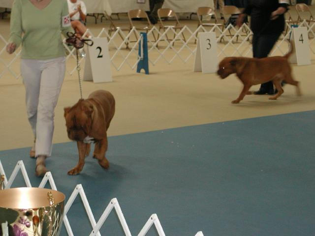 Dogue De Bordeaux 2003 Nationals