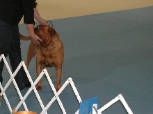 Dogue De Bordeaux 2003 Nationals