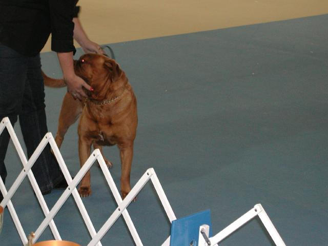 Dogue De Bordeaux 2003 Nationals