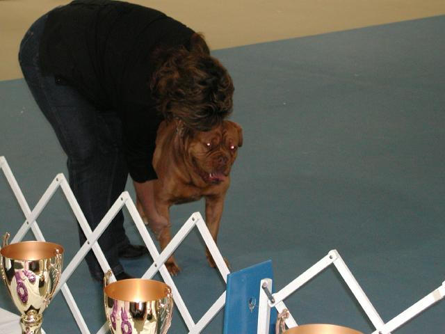 Dogue De Bordeaux 2003 Nationals