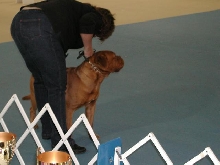 Dogue De Bordeaux 2003 Nationals