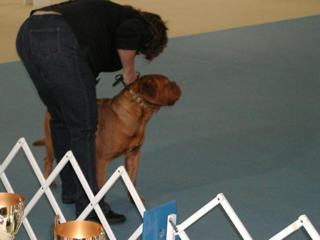 Dogue De Bordeaux 2003 Nationals