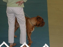Dogue De Bordeaux 2003 Nationals