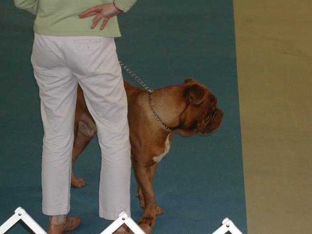 Dogue De Bordeaux 2003 Nationals