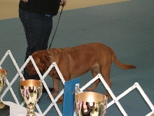 Dogue De Bordeaux 2003 Nationals