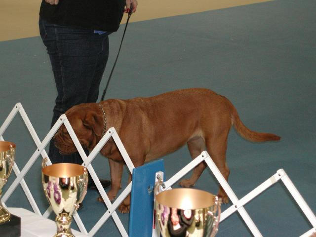 Dogue De Bordeaux 2003 Nationals