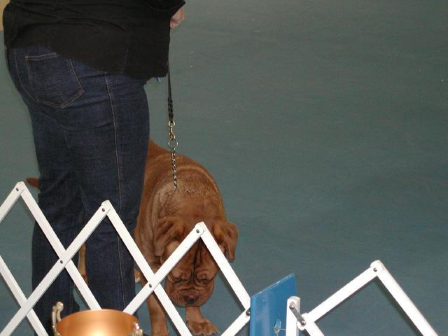 Dogue De Bordeaux 2003 Nationals