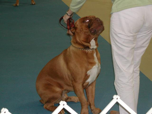 Dogue De Bordeaux 2003 Nationals