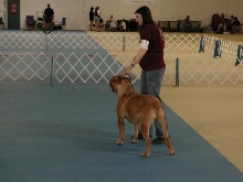 Dogue De Bordeaux 2003 Nationals
