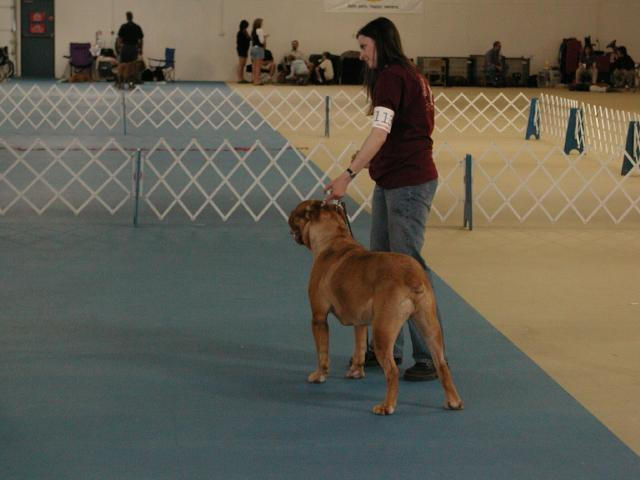 Dogue De Bordeaux 2003 Nationals