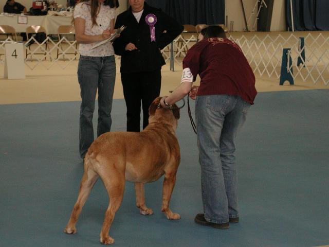 Dogue De Bordeaux 2003 Nationals