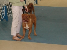 Dogue De Bordeaux 2003 Nationals