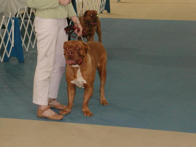 Dogue De Bordeaux 2003 Nationals