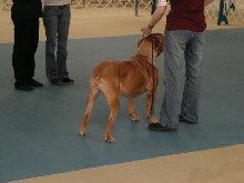 Dogue De Bordeaux 2003 Nationals