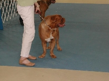Dogue De Bordeaux 2003 Nationals