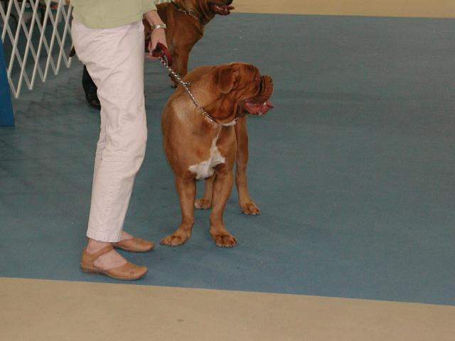 Dogue De Bordeaux 2003 Nationals