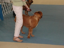 Dogue De Bordeaux 2003 Nationals